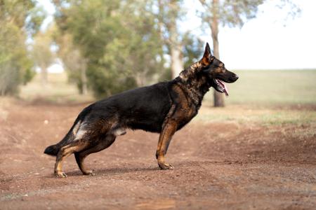 German Shepherd Dog for sale by OEDAMBUILT