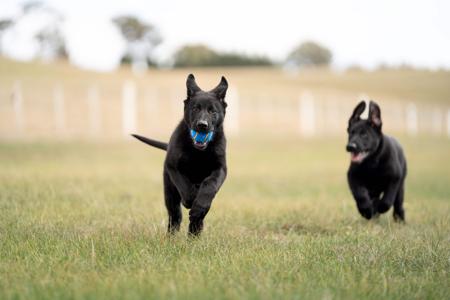 German Shepherd Dog for sale by OEDAMBUILT