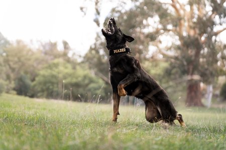 German Shepherd Dog for sale by OEDAMBUILT