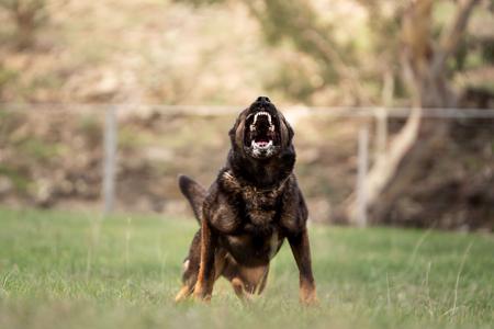 German Shepherd Dog for sale by OEDAMBUILT