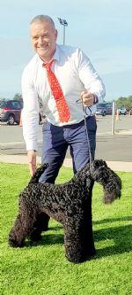 Kerry Blue Terrier for sale by DANUCLAIRE