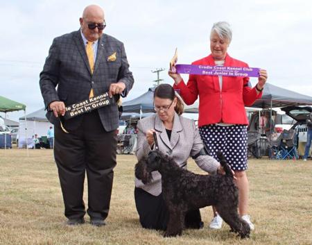 Kerry Blue Terrier for sale by 7100008970