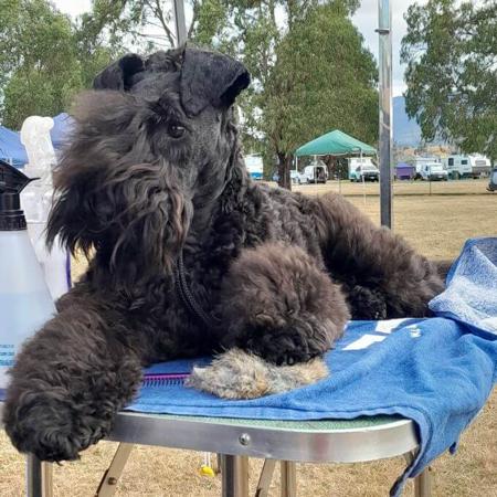 Kerry Blue Terrier for sale by DANUCLAIRE