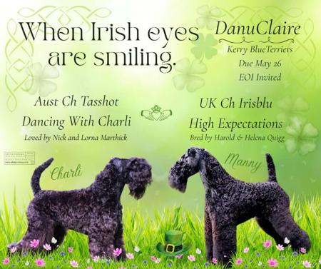 Kerry Blue Terrier for sale by DANUCLAIRE