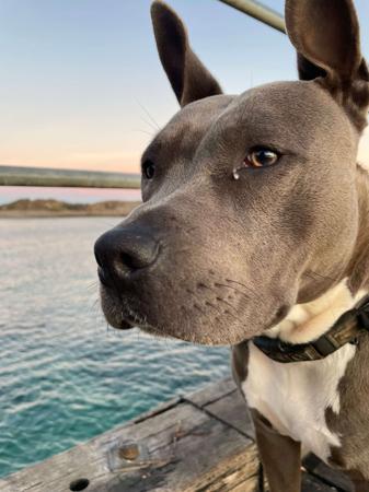 American Staffordshire Terrier for sale by BIGLOVESTAFF