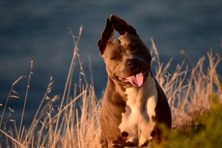 American Staffordshire Terrier for sale by BIGLOVESTAFF