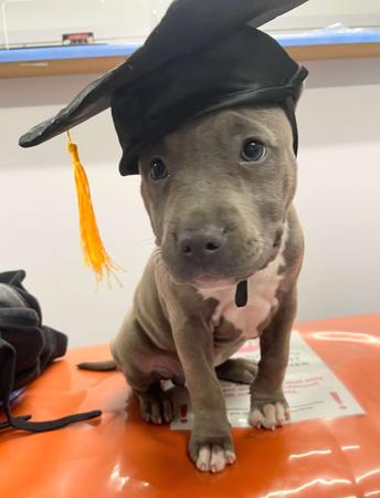 American Staffordshire Terrier for sale by BIGLOVESTAFF