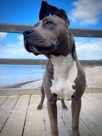 American Staffordshire Terrier for sale by BIGLOVESTAFF