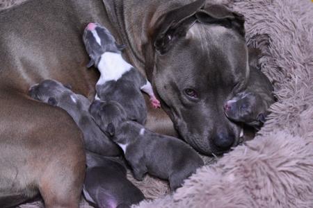 American Staffordshire Terrier for sale by BIGLOVESTAFF