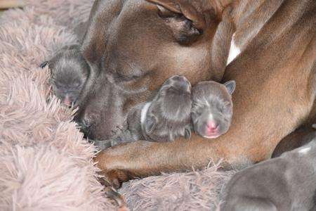 American Staffordshire Terrier for sale by BIGLOVESTAFF