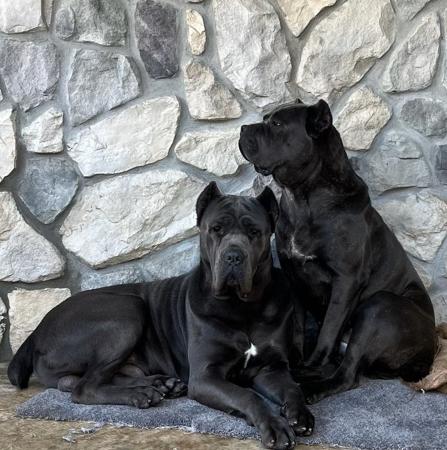 Cane Corso for sale by MLPRESTIGEAU