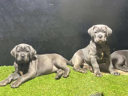 Cane Corso puppy for sale by MLPRESTIGEAU