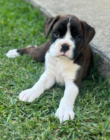 Boxer for sale by SAXONEE