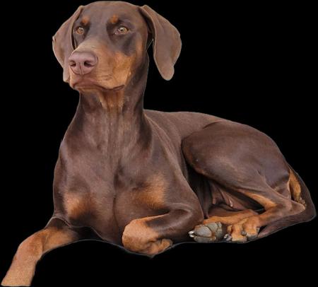 Dobermann for sale by INSELKIND
