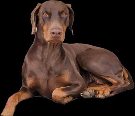 Dobermann for sale by INSELKIND