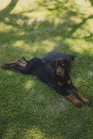 Dobermann for sale by INSELKIND