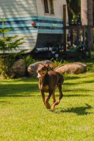 Dobermann for sale by INSELKINDDOBES
