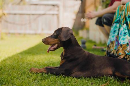 Dobermann for sale by INSELKIND