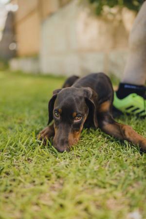 Dobermann for sale by INSELKIND
