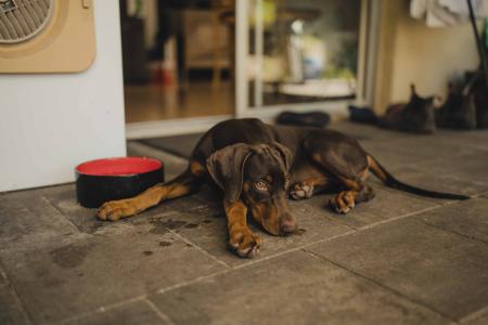 Dobermann for sale by INSELKIND