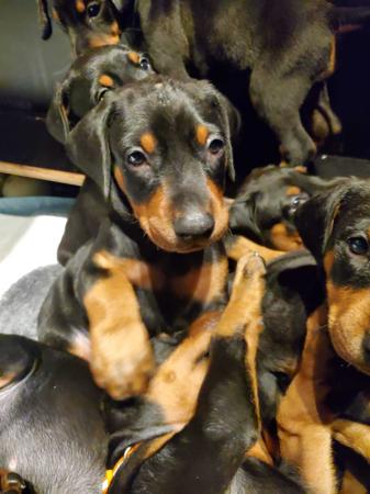 Dobermann for sale by INSELKIND