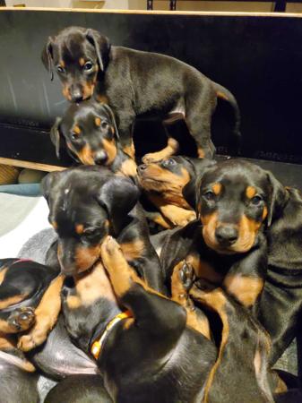 Dobermann for sale by INSELKIND