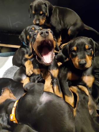 Dobermann for sale by INSELKIND