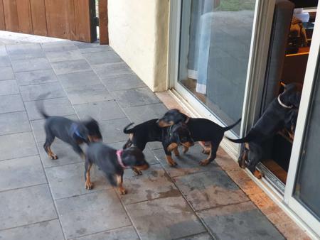 Dobermann for sale by INSELKIND