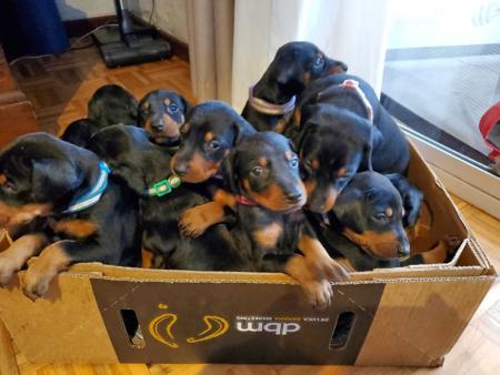 Dobermann for sale by INSELKIND