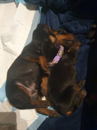 Dobermann for sale by INSELKIND
