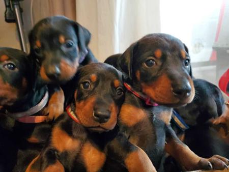 Dobermann for sale by INSELKIND