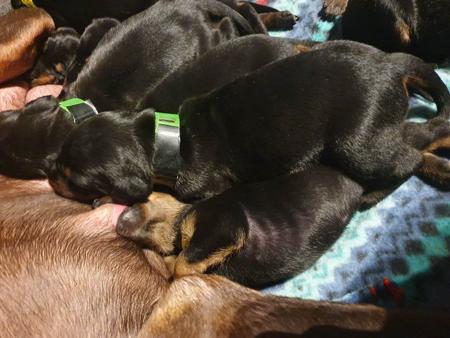 Dobermann for sale by INSELKIND