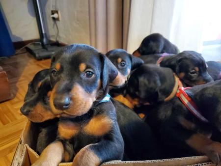 Dobermann for sale by INSELKIND