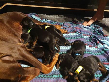 Dobermann for sale by INSELKIND