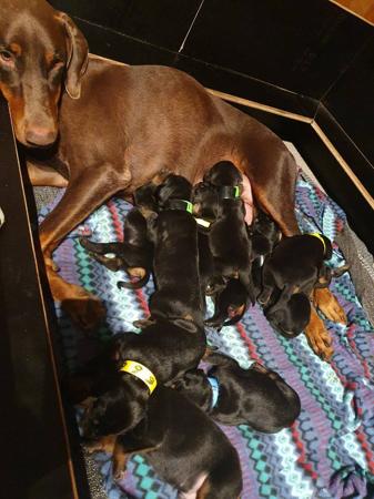 Dobermann for sale by INSELKIND