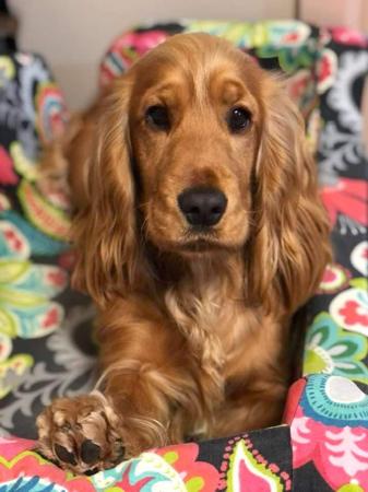Cocker Spaniel for sale by AKAYCE
