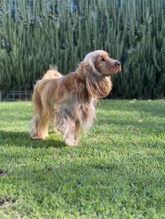 Cocker Spaniel for sale by AKAYCE