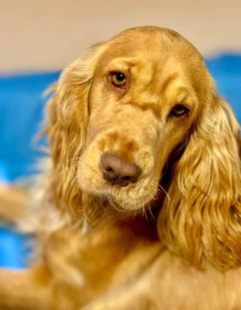 Cocker Spaniel for sale by AKAYCE