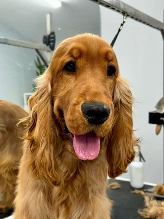 Cocker Spaniel for sale by AKAYCE