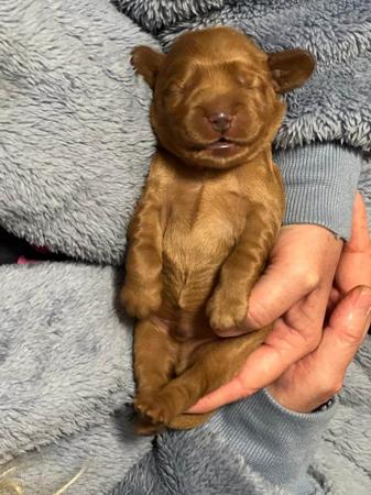 Cocker Spaniel for sale by AKAYCE