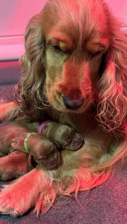 Cocker Spaniel for sale by AKAYCE