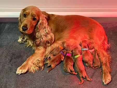 Cocker Spaniel for sale by AKAYCE