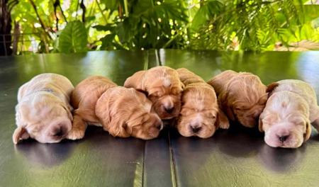 Cocker Spaniel for sale by AKAYCE