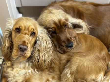 Cocker Spaniel for sale by AKAYCE