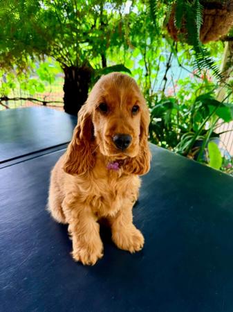 Cocker Spaniel for sale by KIM66AU