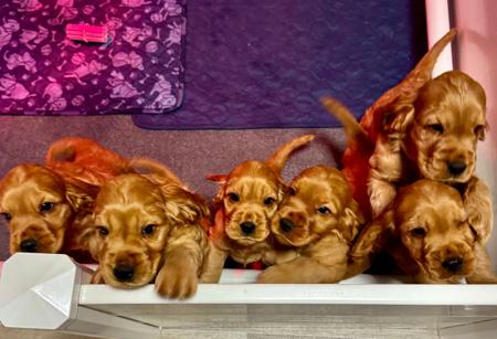 Cocker Spaniel for sale by AKAYCE