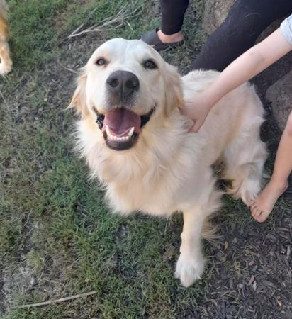 Golden Retriever for sale by ELROSA