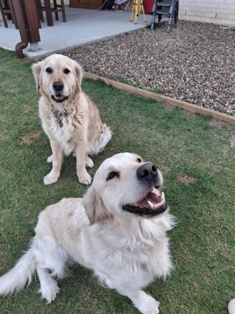 Golden Retriever for sale by ELROSA