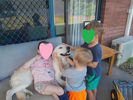 Golden Retriever for sale by ELROSA