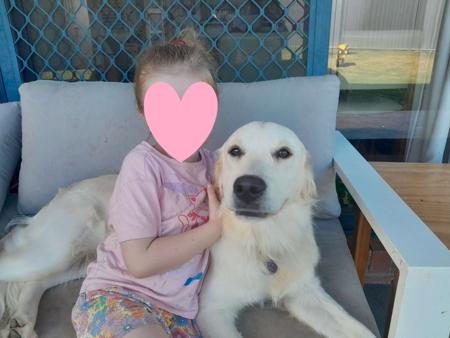 Golden Retriever for sale by ELROSA